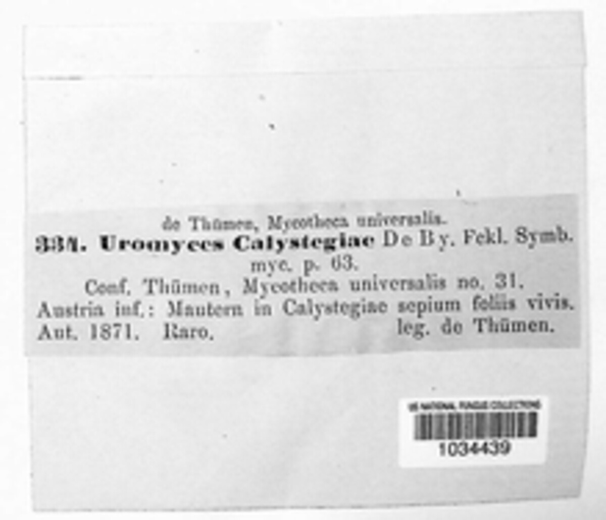 Uromyces calystegiae image